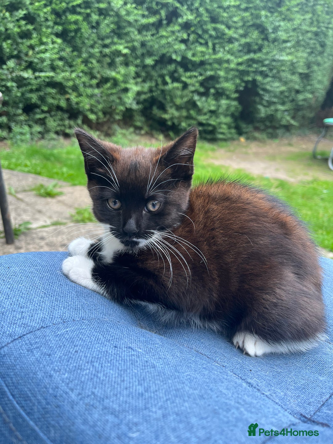 Mixed Breed cats for sale: Beautiful black kitten  - Image 2