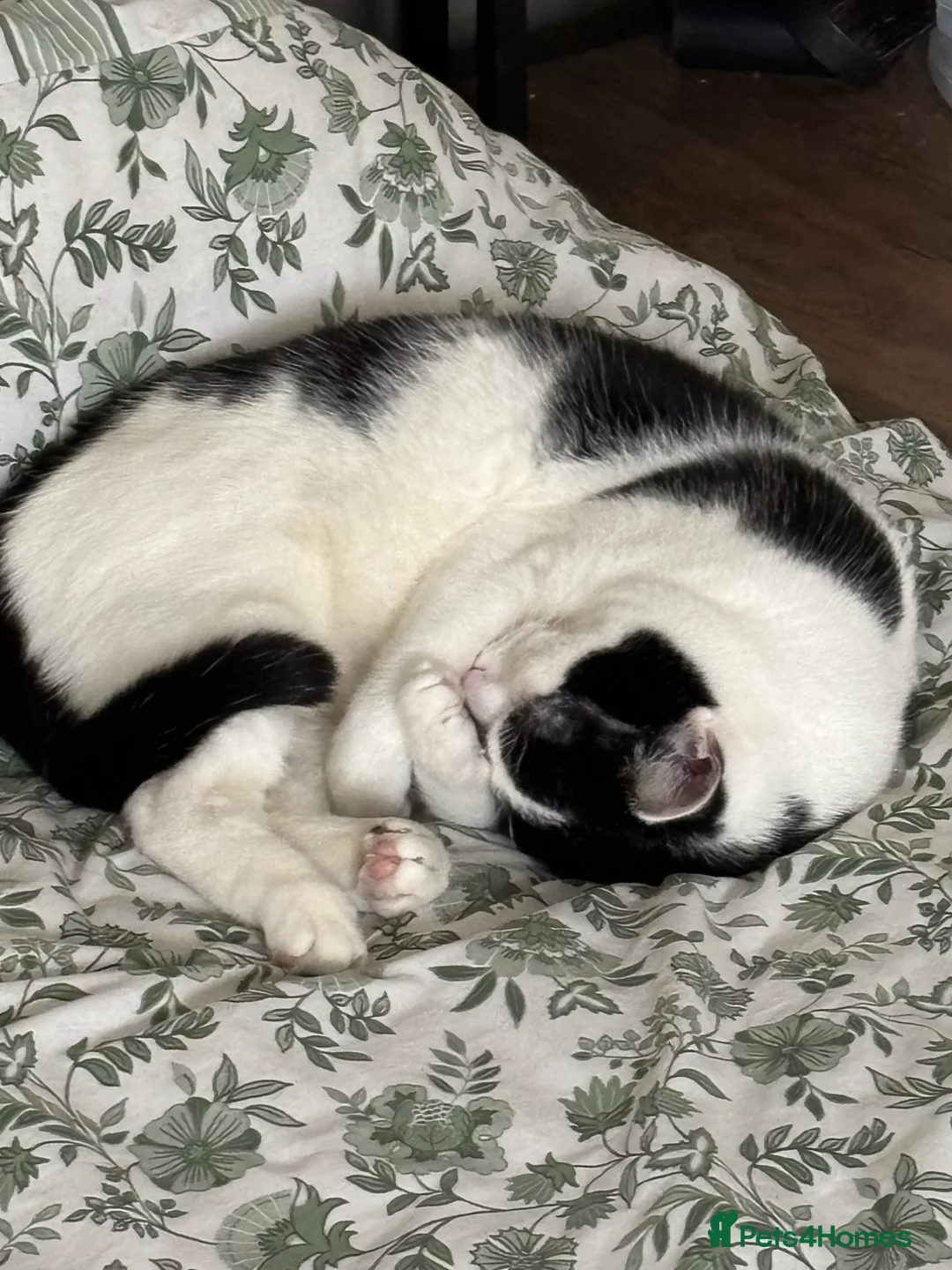 Mixed Breed cats for sale: Eclipse - Advert 11