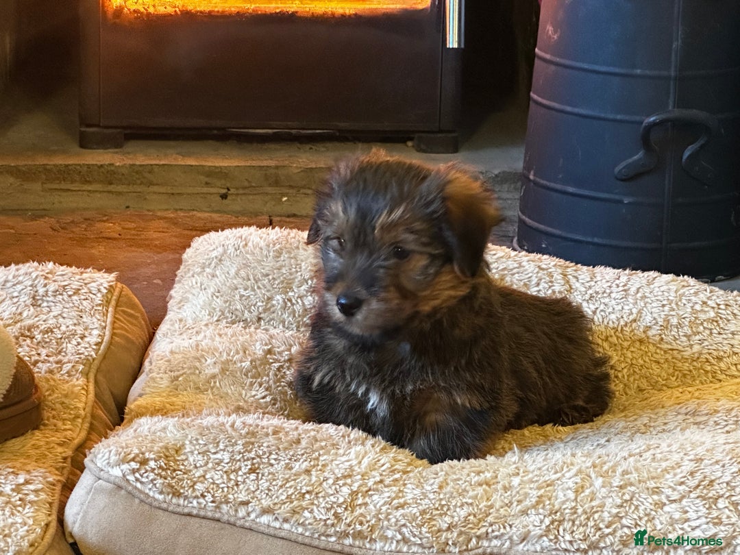 Norfolk Terrier dogs for sale: Stunning kc reg norfolk terrier boys  - Advert 2