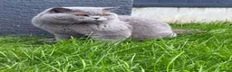 British Shorthair cats for stud: 💙🔥 GCCF BLUE STUD BEAUTIFUL BOY  - Advert 2