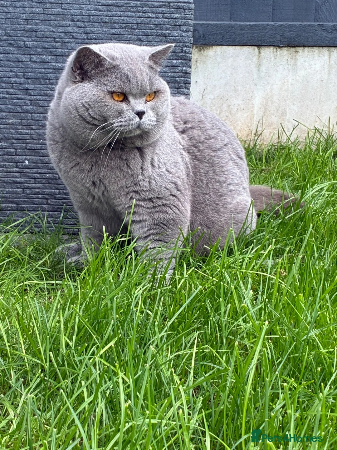 British Shorthair cats for stud: 💙🔥 GCCF BLUE STUD BEAUTIFUL BOY  - Advert 2