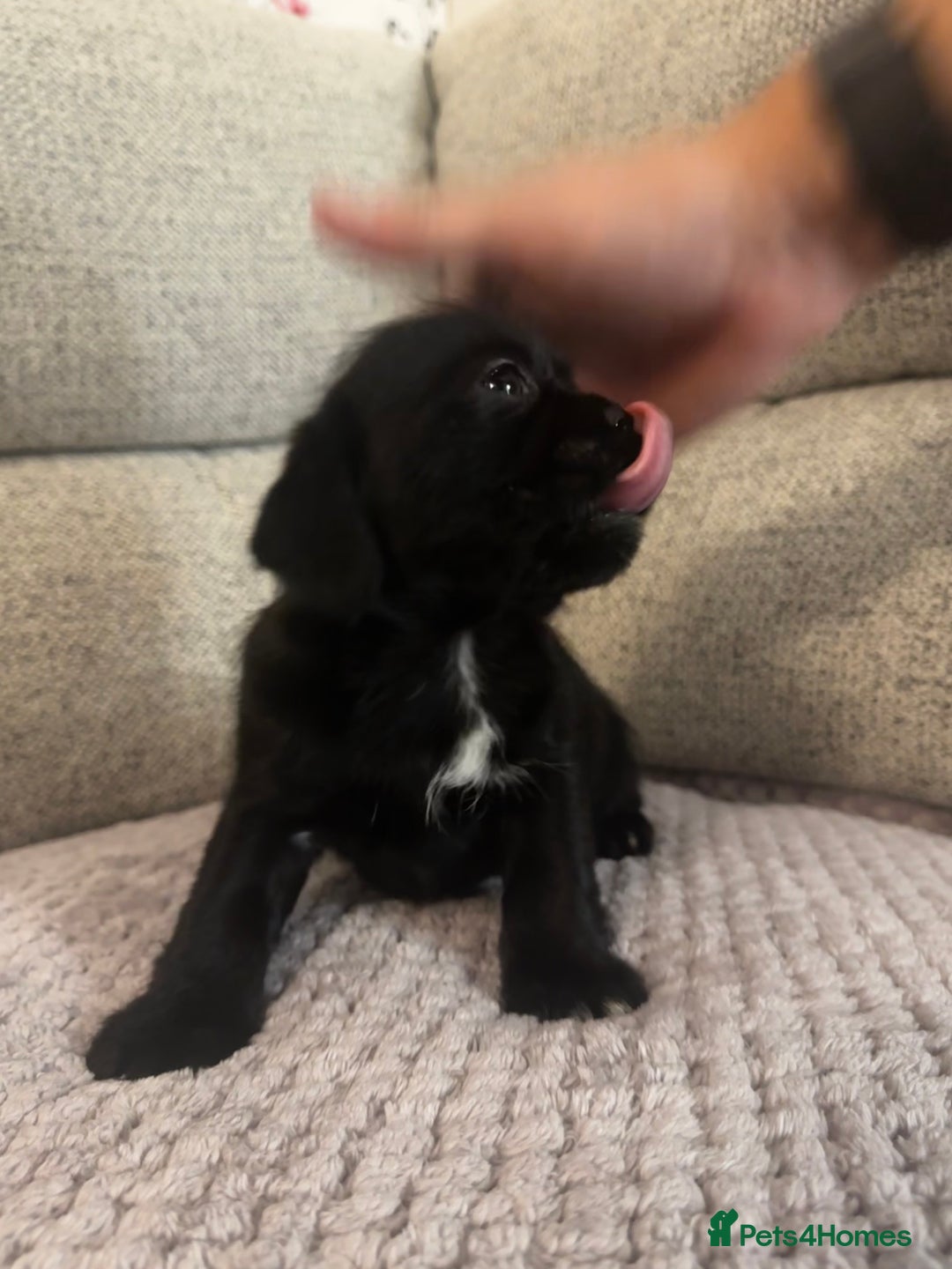 Mixed Breed dogs for sale: Shih Tzu cross patterdale pups - Advert 7