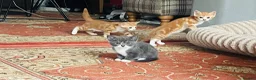 Mixed Breed cats for sale: Beutifull kittens for sale - Advert 14