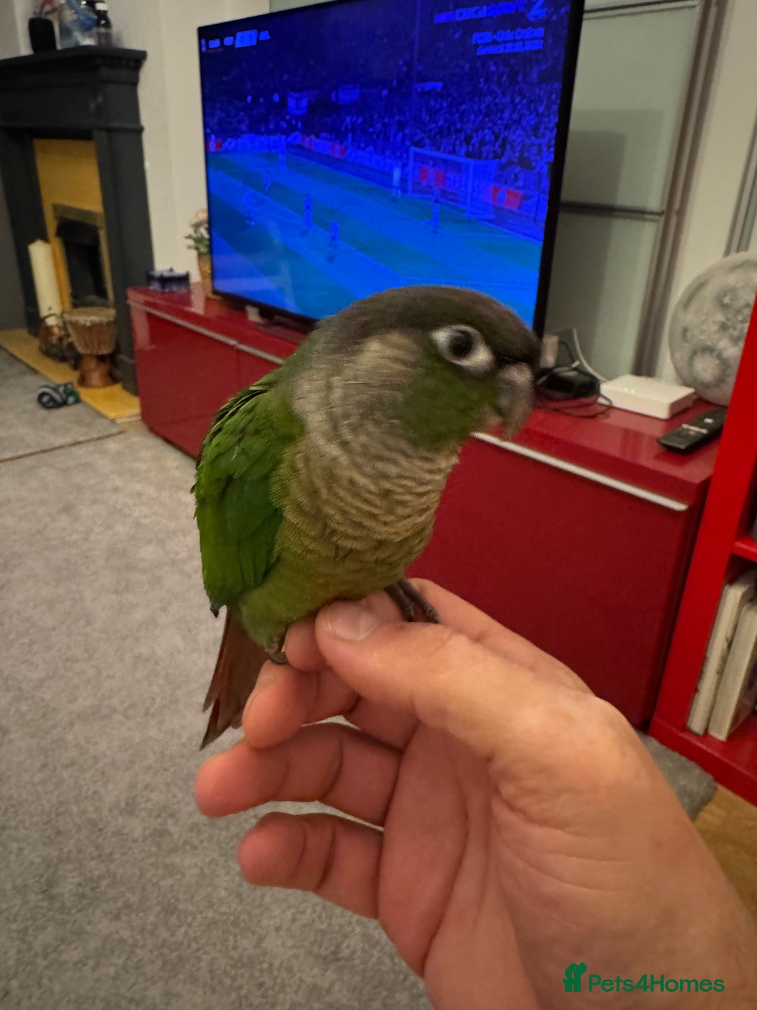 Conures birds for sale: 3 tamed beautiful baby conures - £250 each - Image 6