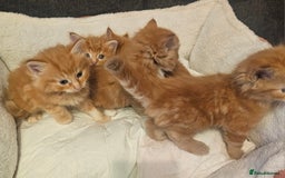 Maine Coon cats for sale: Maine Coone  - Image 16