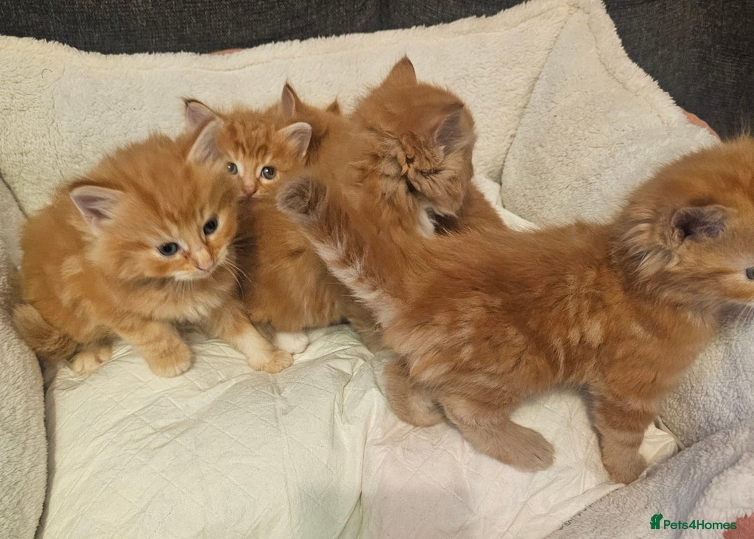 Maine Coon cats for sale: Maine Coone  - Image 16