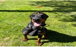 Dobermann dogs for sale: 2yo Doberman for Rehoming  - Image 1