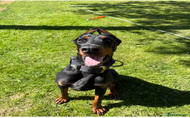 Dobermann dogs - Advert 2