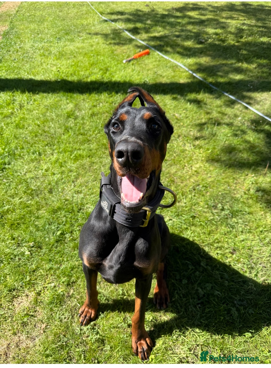 Dobermann dogs for sale: 2yo Doberman for Rehoming  - Image 1
