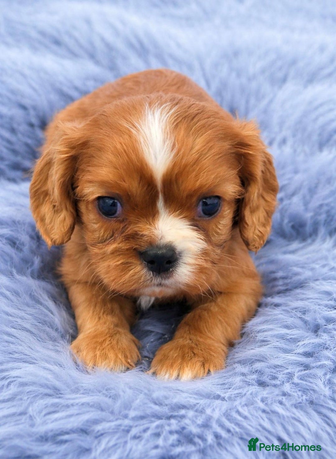 Cavalier King Charles Spaniel dogs for sale: KC Beautiful Cavaliers Health Tested Parents - Advert 6