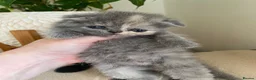 Scottish Fold cats for sale: Beautiful litter - Advert 11
