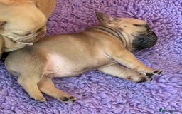 French Bulldog dogs for sale: Beautiful French bulldog puppys - Image 6