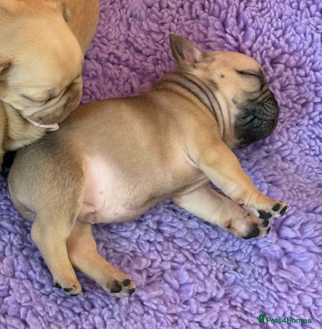 French Bulldog dogs for sale: Beautiful French bulldog puppys - Image 6