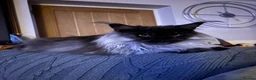 Maine Coon cats for sale: Black smoke make (spad)  in Dover - Advert 4