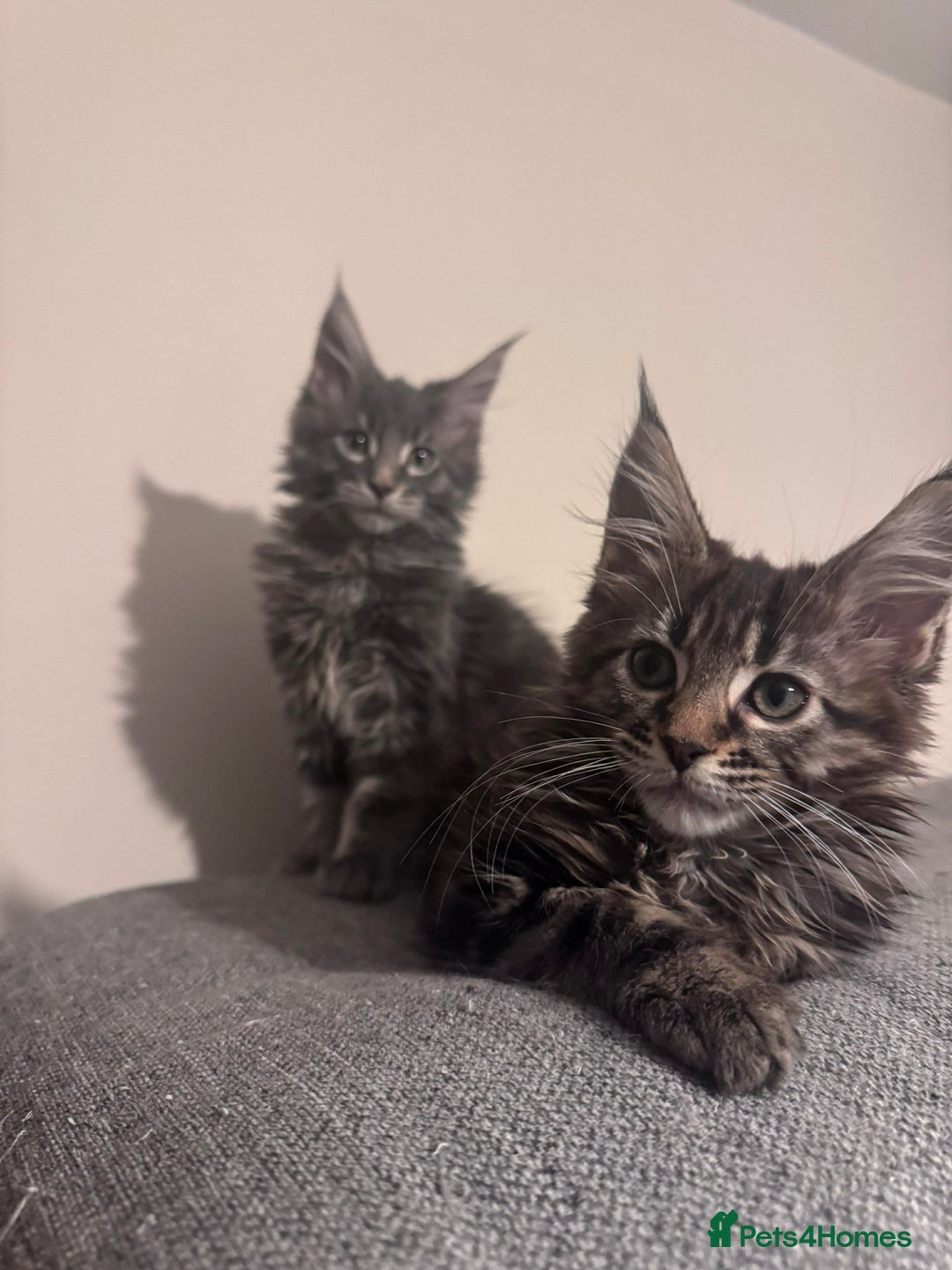 Maine Coon cats for sale: Gorgeous pedigree Maine coon girl kitten  - Advert 1
