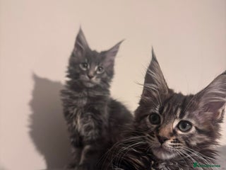 Maine Coon cats Gorgeous pedigree Maine coon girl kitten - Advert 1