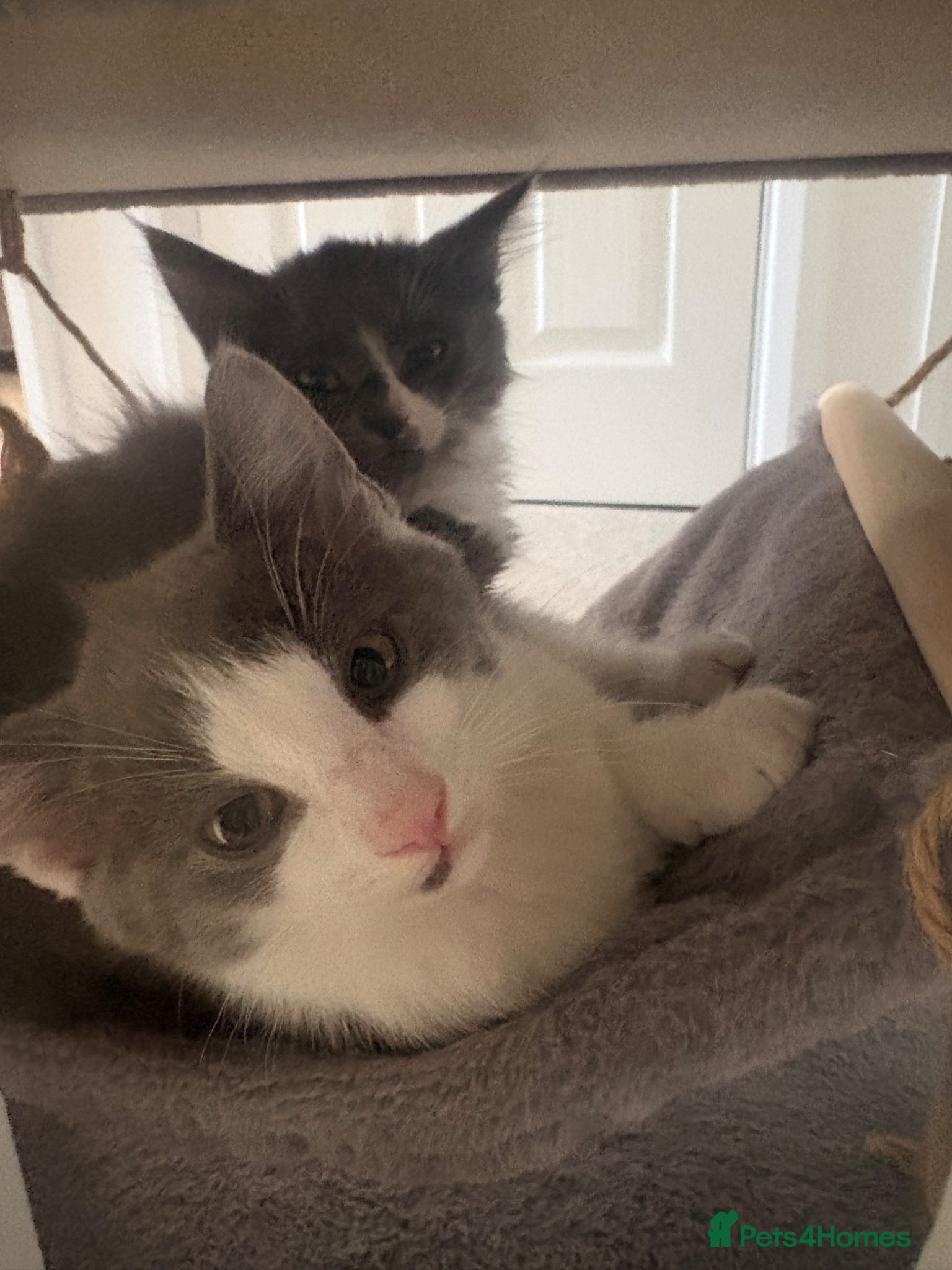 Mixed Breed cats Beautiful kittens for sale  - Advert 1