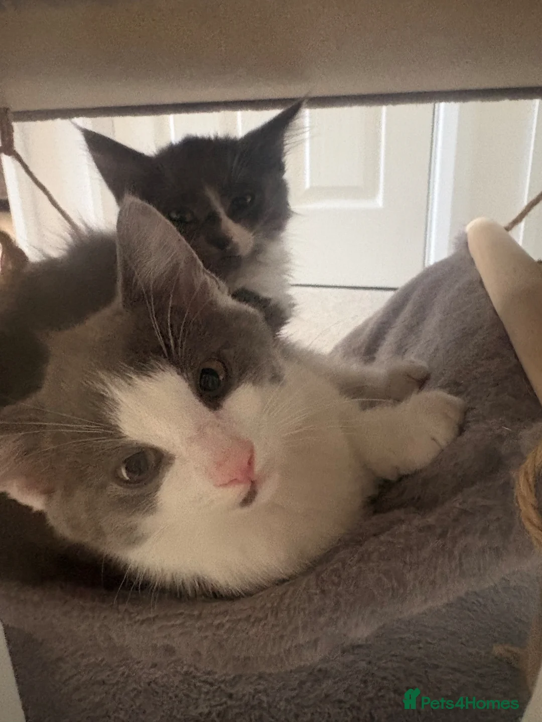 Mixed Breed cats for sale: Beautiful kittens for sale  - Advert 2