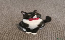 Domestic Shorthair cats for sale: Friendly Tuxedo Cat (Free Adoption) - Image 1