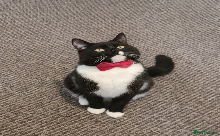 Domestic Shorthair cats - Advert 1