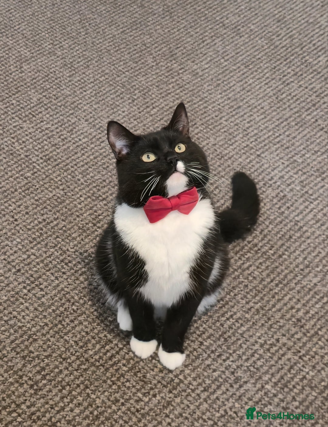 Domestic Shorthair cats for sale: Friendly Tuxedo Cat (Free Adoption) - Image 1