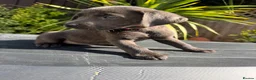 Labrador Retriever dogs for sale: ghost’s beautiful dozen - Advert 18