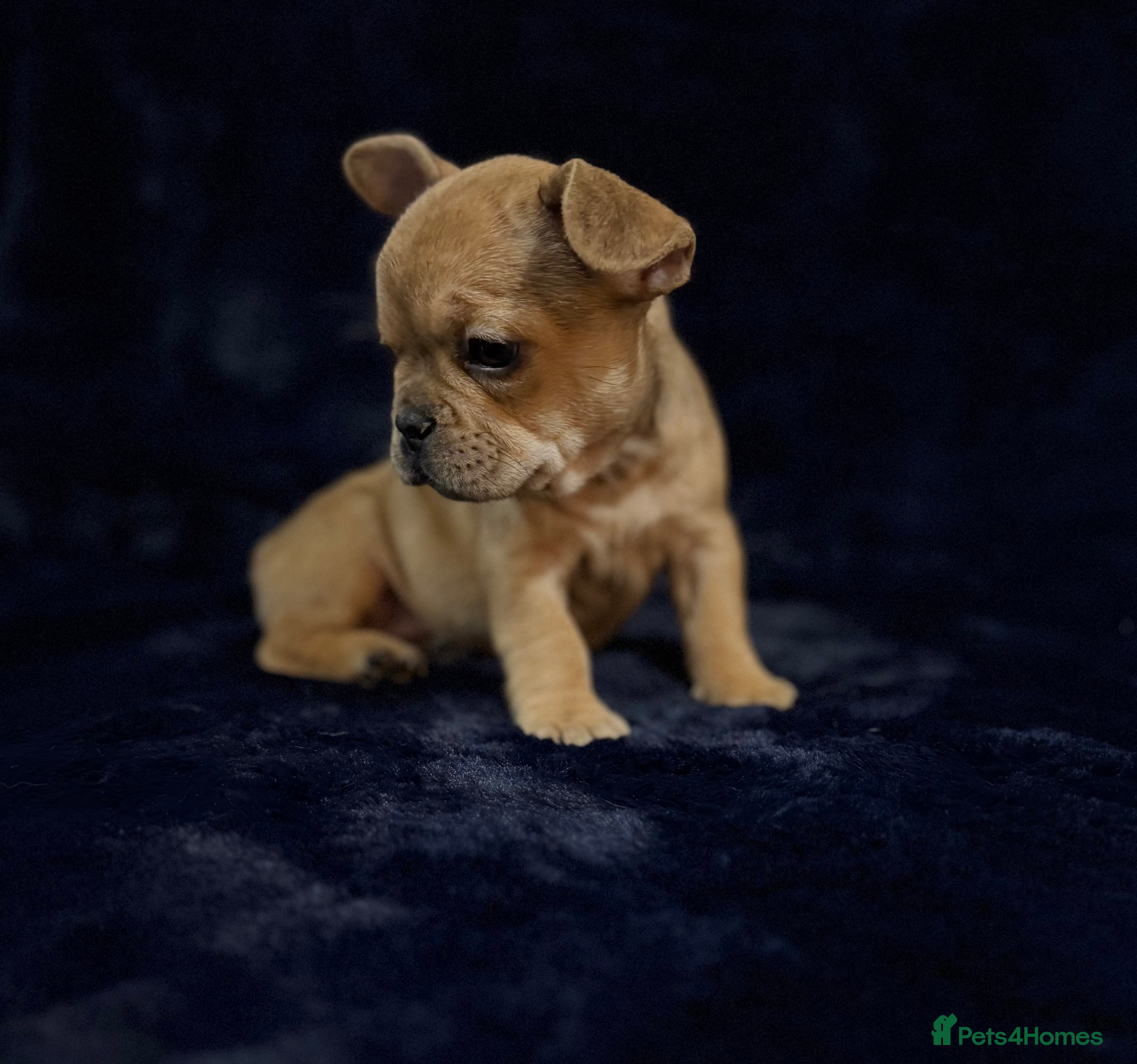 French Bulldog dogs 🐶 French Bulldog Pups 🐶 - Advert 11