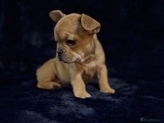 French Bulldog dogs 🐶 French Bulldog Pups 🐶 - Advert 17