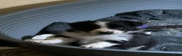 Border Collie dogs for sale: Border Collie puppies  - Advert 1