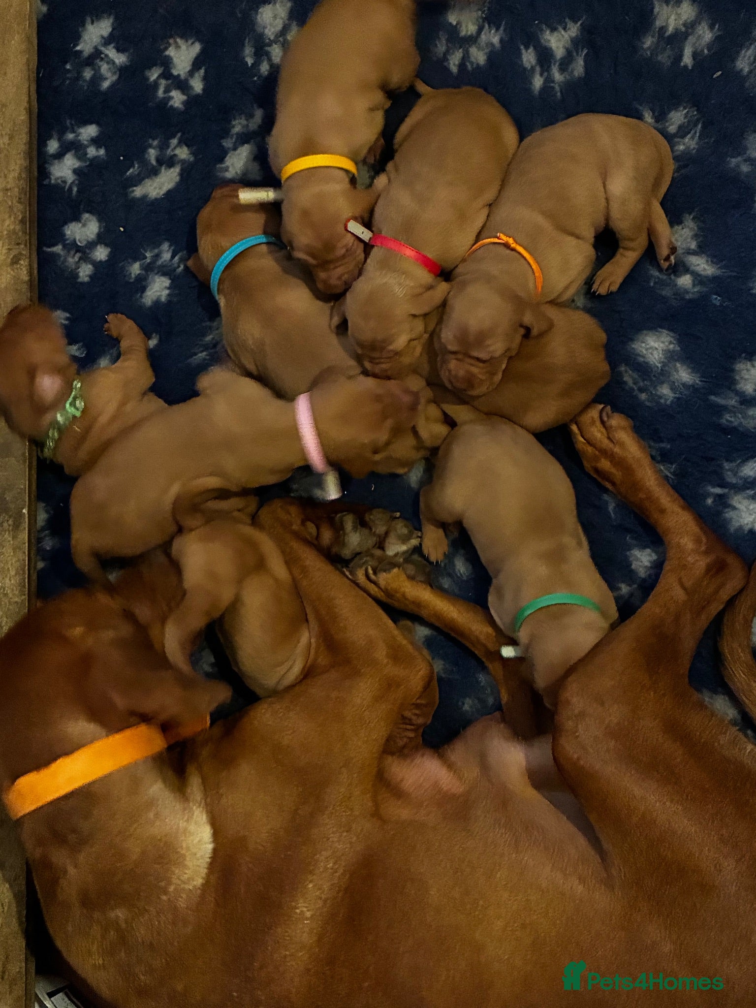 Hungarian Vizsla dogs 5* HUNGARIAN VIZSLA PUPPIES KC REGISTERED  - Advert 6