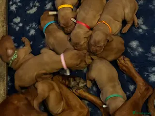 Hungarian Vizsla dogs 5* HUNGARIAN VIZSLA PUPPIES KC REGISTERED - Advert 6