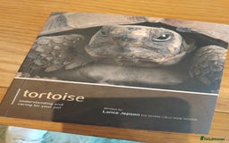 Tortoise reptiles for sale: Horsefield tortoise  - Image 8