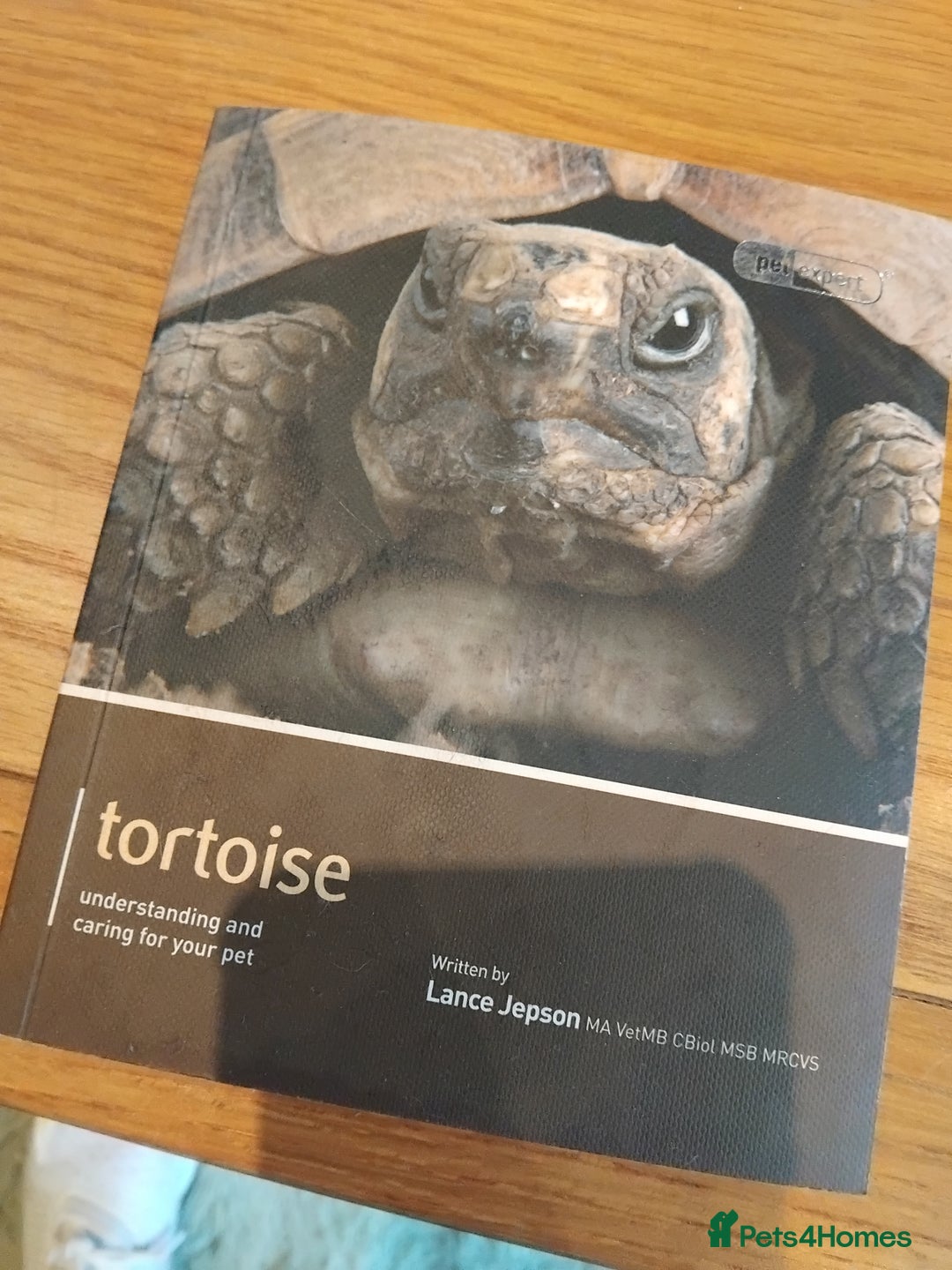Tortoise reptiles for sale: Horsefield tortoise  - Image 8