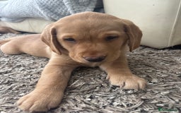 Springador dogs for sale: Labrador Puppies red/yellow health checked  - Image 17