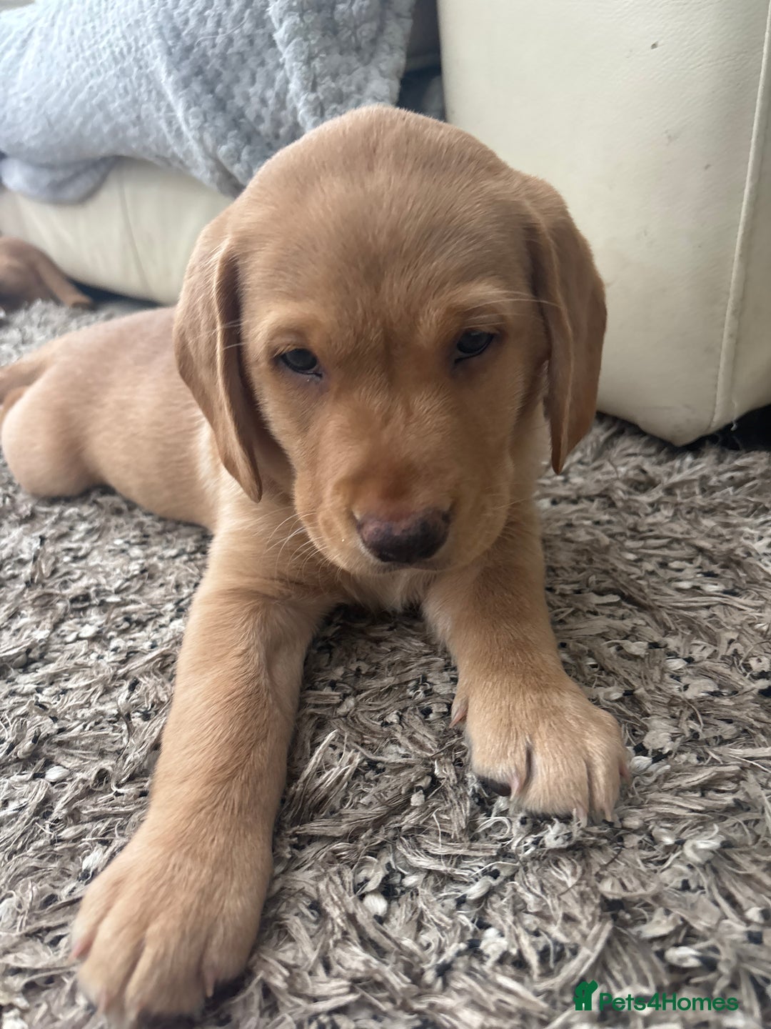Springador dogs for sale: Labrador Puppies red/yellow health checked  - Image 17