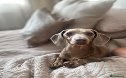 Miniature Dachshund dogs for sale: True miniature dachshund  - Image 4