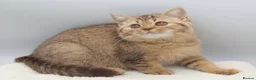 British Shorthair cats for sale: PEDIGREE REGISTERED CHUNKY BRITISH SHORTHAIRS - Advert 12