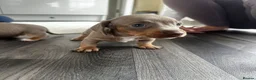Miniature Dachshund dogs for sale: Kc Mini dachshund puppy’s  READY To LEAVE🐶🐶🐶 - Advert 22