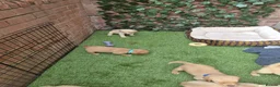 Goldador dogs for sale: Gorgeous F1 Goldador puppies from excellent lines in Kidderminster - Advert 6