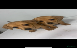 Mixed Breed dogs for sale: Jack Russell puppies ready to leave  - Image 1