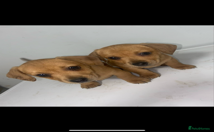 Mixed Breed dogs - Advert 2