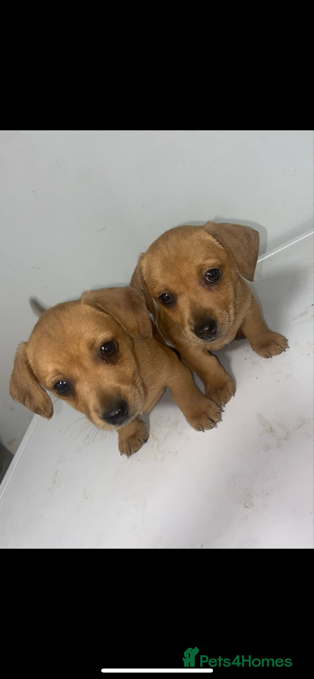Mixed Breed dogs for sale: Jack Russell puppies ready to leave  - Image 1