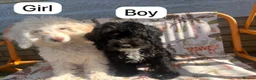 Cockapoo dogs for sale: Cockapoo - Advert 3