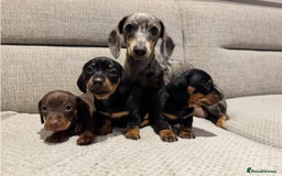 Miniature Dachshund dogs for sale: Miniature Dachshund Puppies - READY NOW !! - Image 2