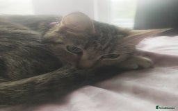 European cats for sale: 2 Adorable Kittens ready for their forever homes  - Advert 15