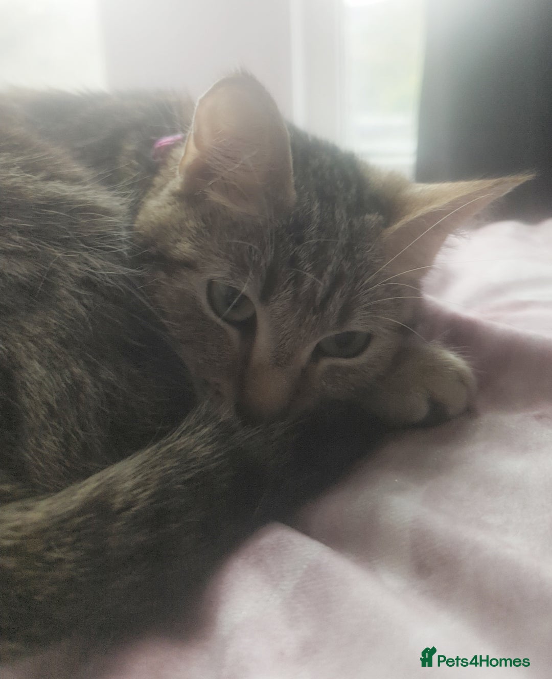 European cats for sale: 2 Adorable Kittens ready for their forever homes  - Advert 15