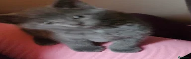 Mixed Breed Kitten 3