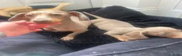 Miniature Dachshund dogs for sale: Stunning Isabella and tan male - Advert 6