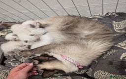 Ragdoll cats for sale: Beautiful rare blue and chocolate lynx Ragdolls  - Image 2