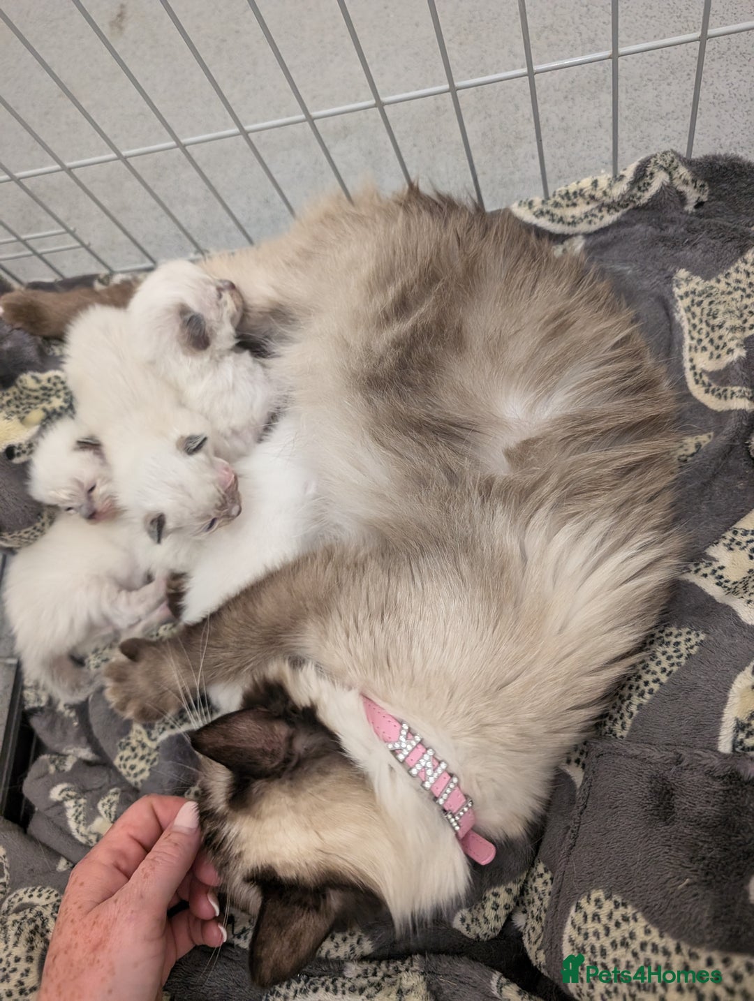 Ragdoll cats for sale: Beautiful rare blue and chocolate lynx Ragdolls  - Image 2